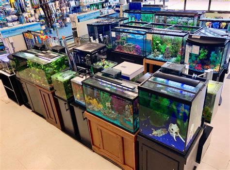 fish pet shop near me|Absolutely Fish .